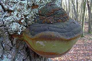 Phellin robuste Phellinus robustus