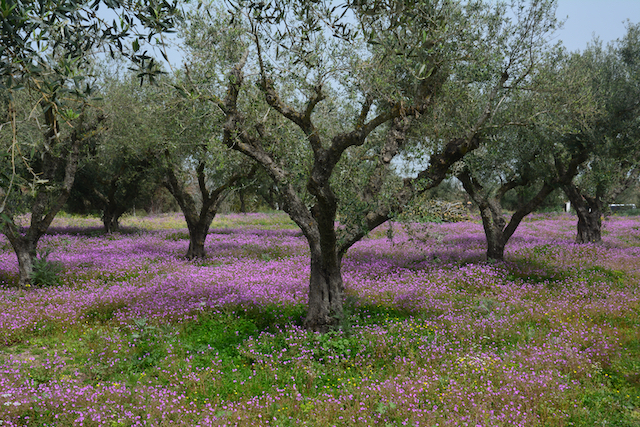 So können Olivenfelder im Frühling aussehen