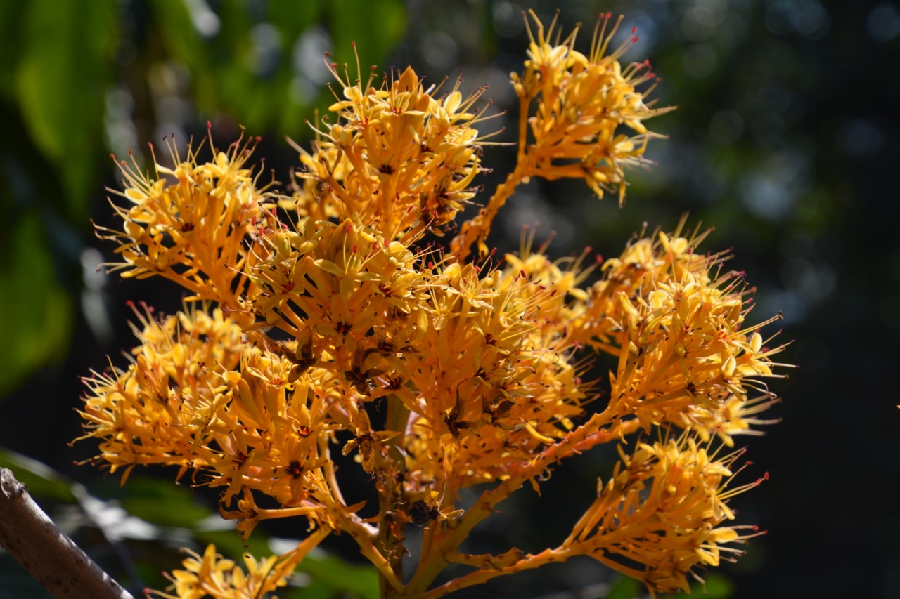 Im botanischen Garten von Jinghong