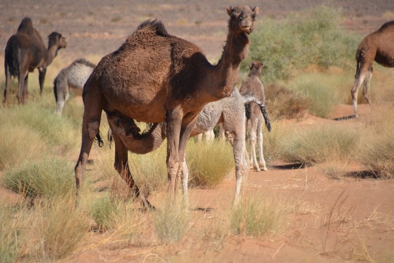 Auf dem Weg nach Zagora