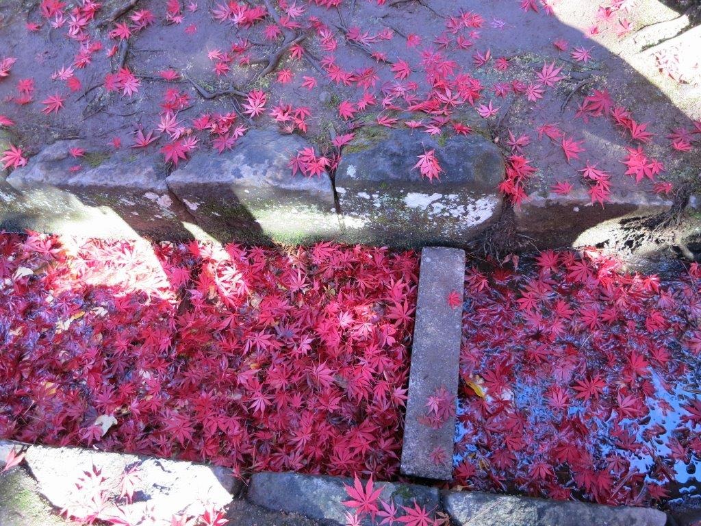 新座平林寺　水路の紅葉