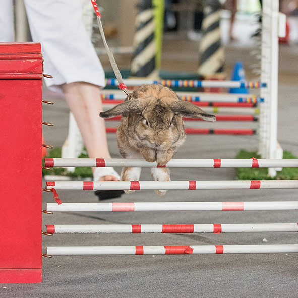 Rabbit Competition Sydney Family Easter Show Information