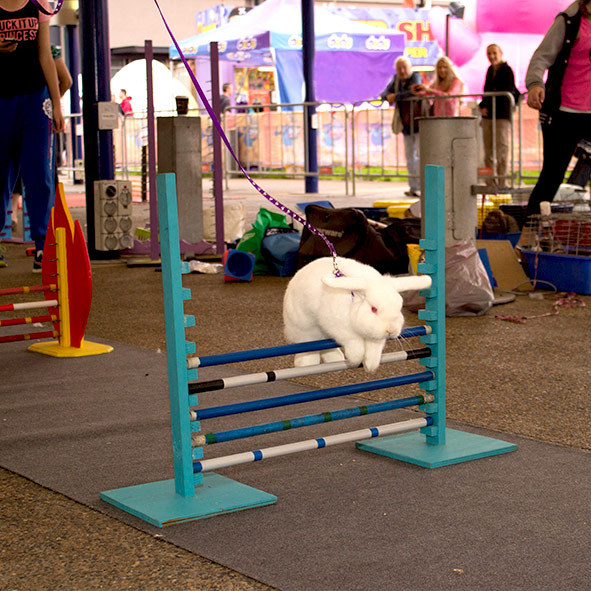 Rabbit Competition Sydney Family Easter Show Information