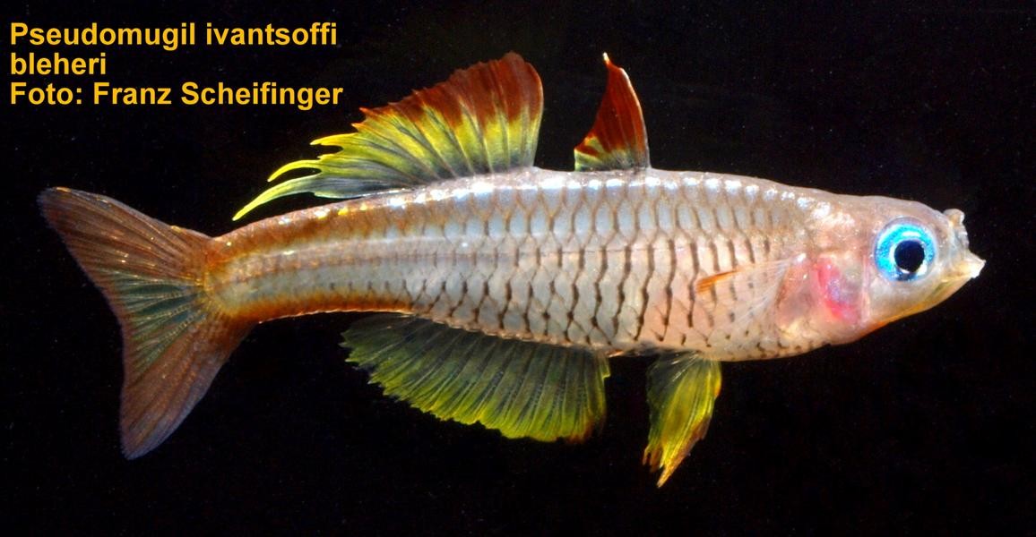 ivantsoffi-rainbowfishstable