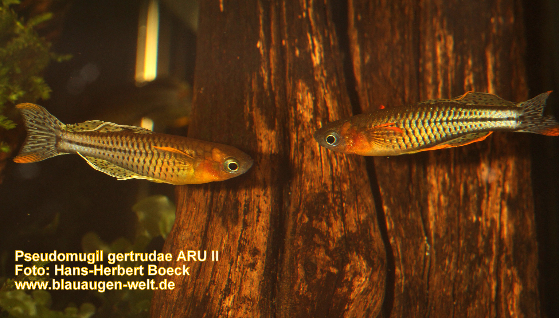 ARU II - rainbowfishstable