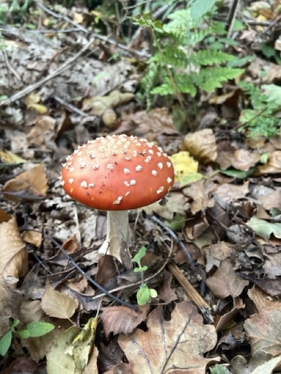 Holding Light in the Darker Season