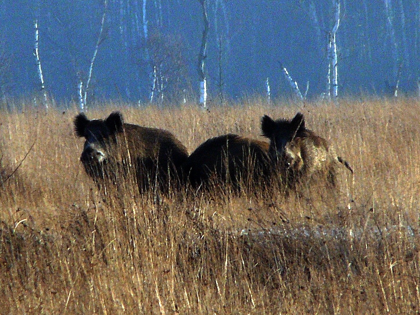 Wildschweine