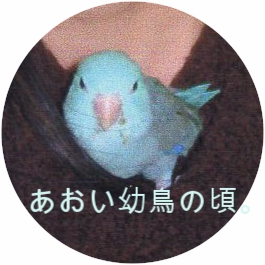 あおい幼鳥の頃。　立花雪　