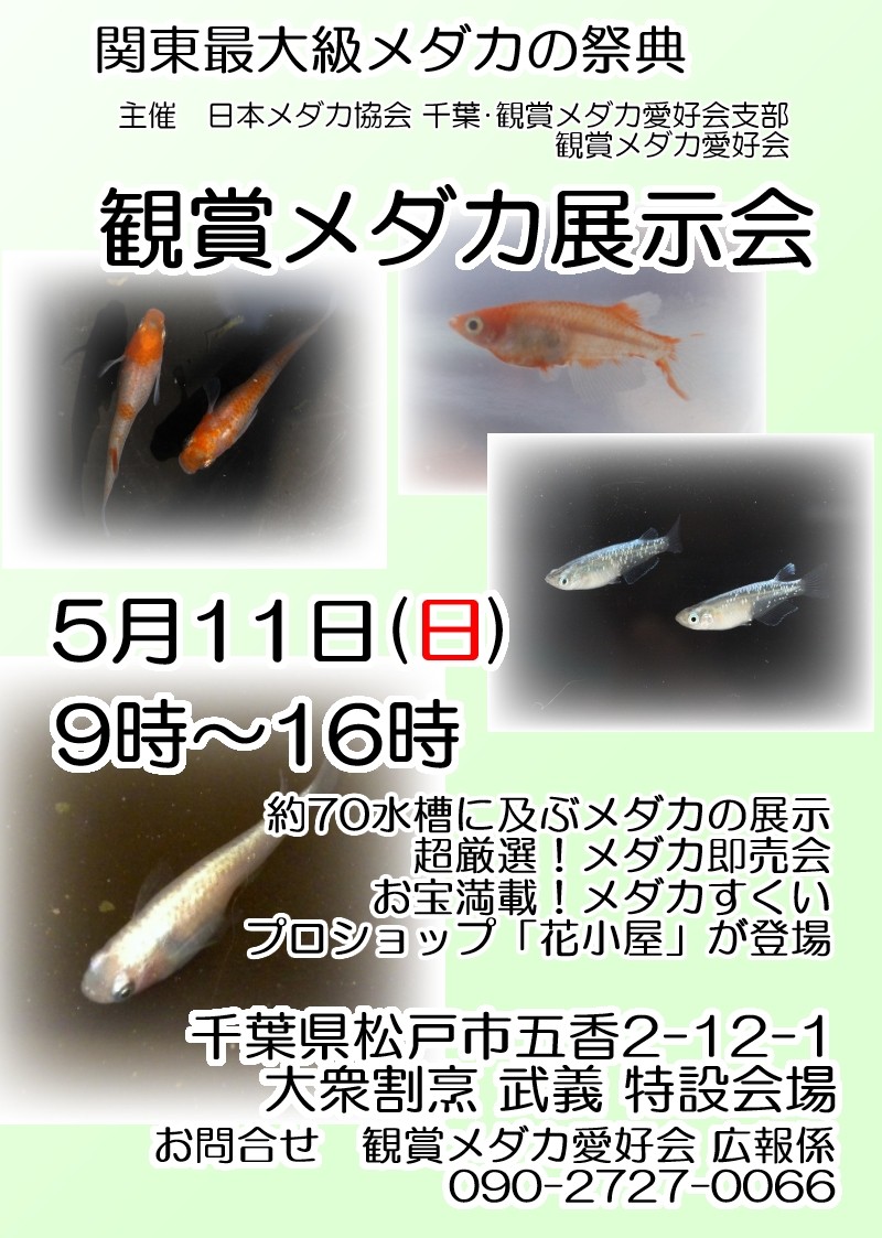 観賞メダカ展示会 メダカ生産販売 めだか夢や 観賞メダカ展示会 メダカ生産販売 めだか夢や