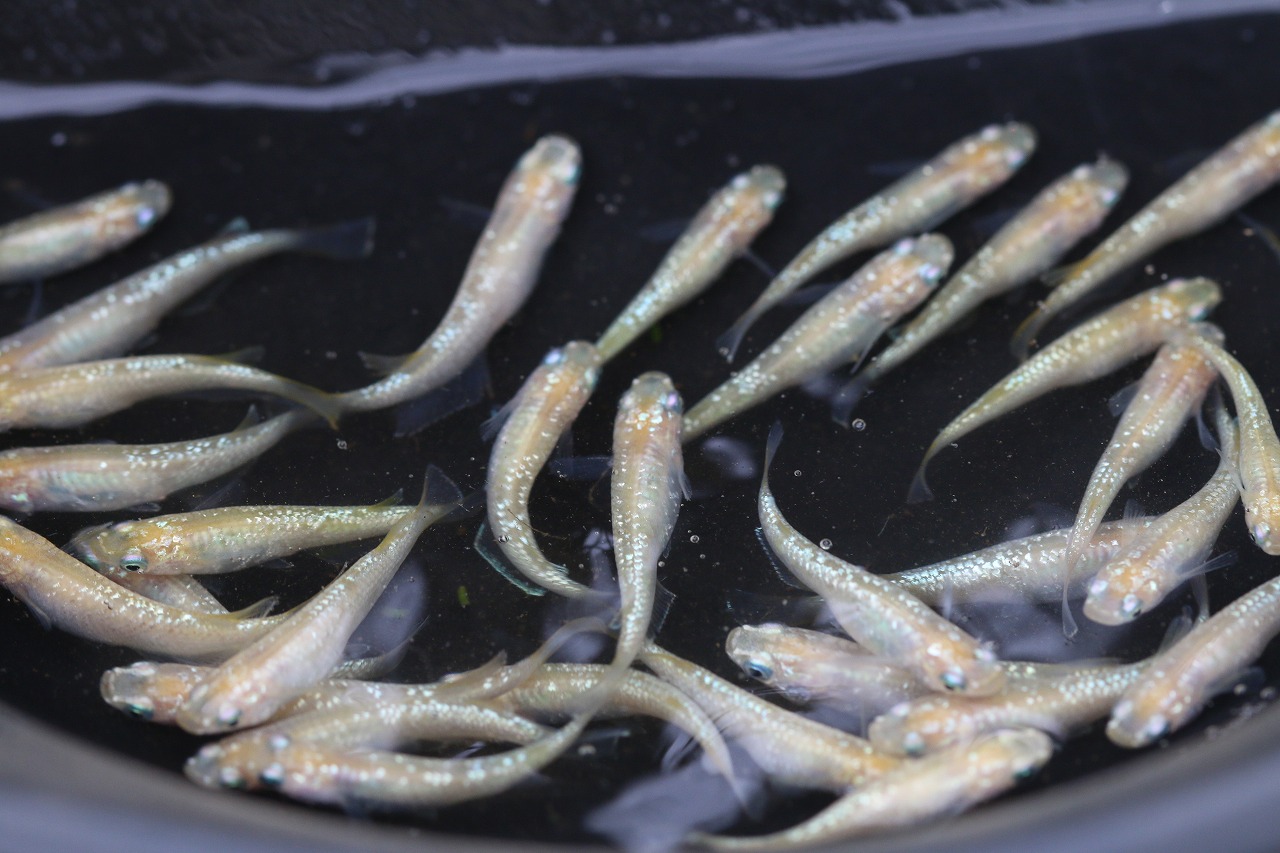 （めだか）（水草）おしゃれなガラス製金魚鉢　太鼓鉢　小　メダカ飼育セット（説明書付）　本州四国限定 | charm 楽天市場店