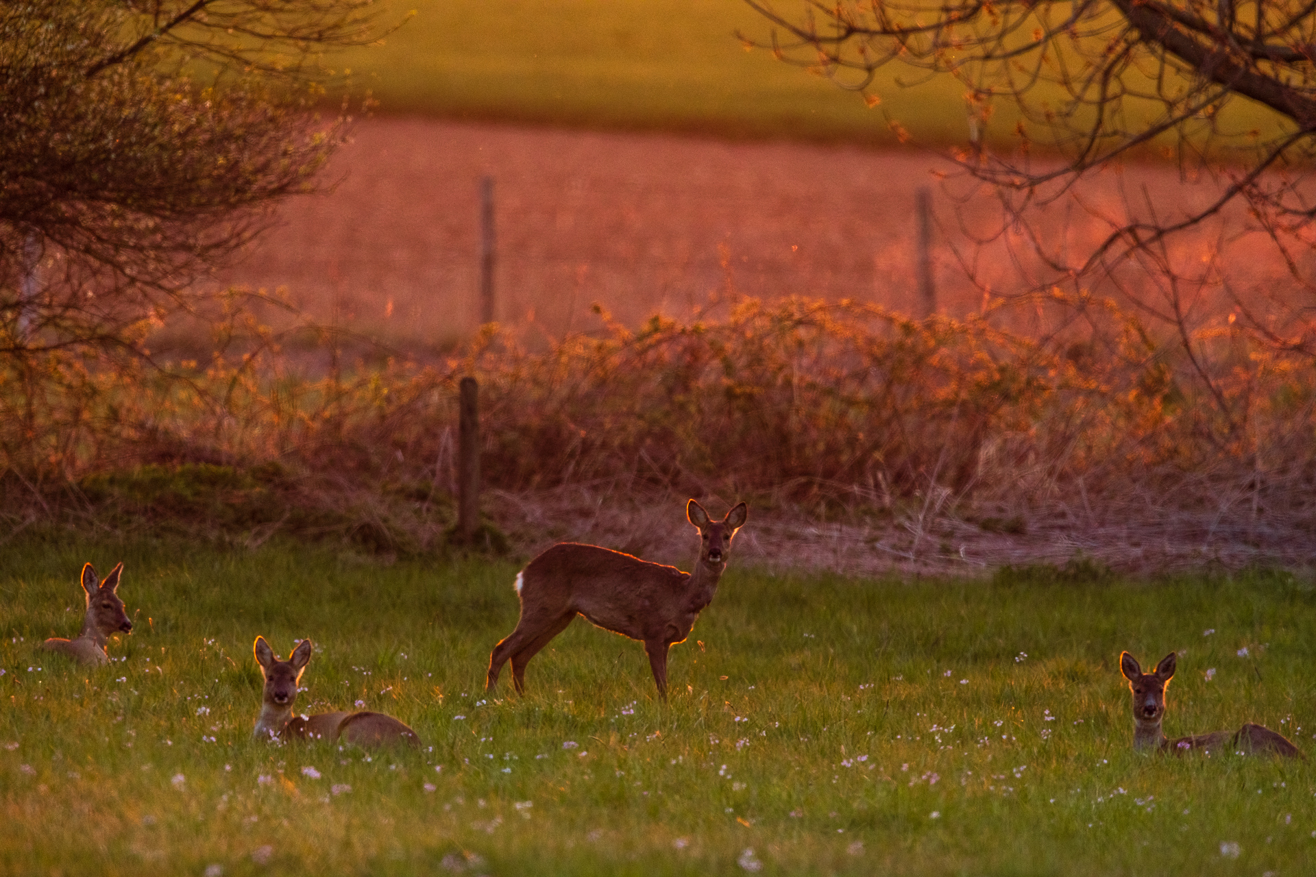 Eine Gruppe von Rehen (Capreolus capreolus) im Sonnenuntergang / Foto: Andreas Sebald