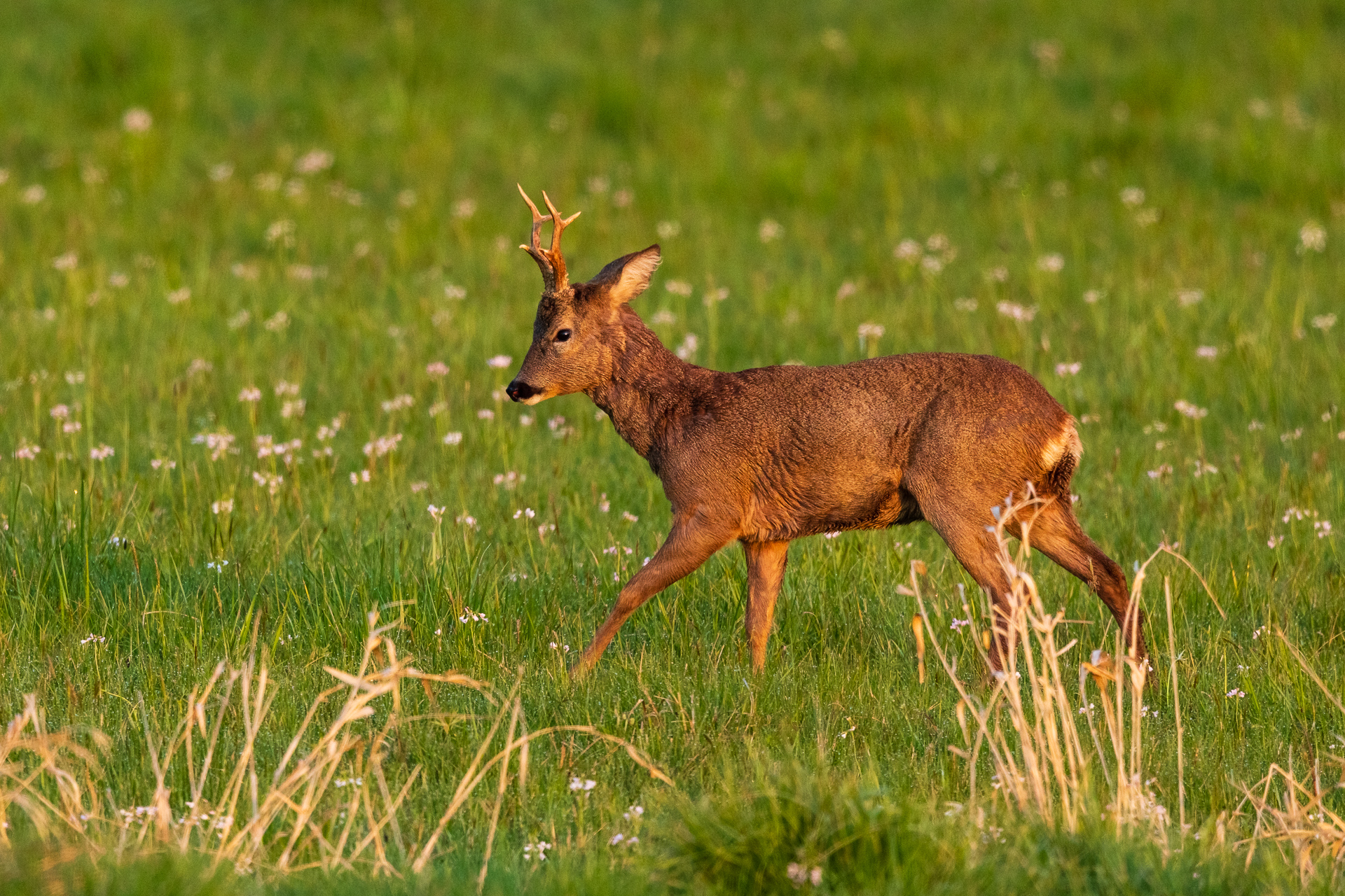 Ein Rehbock (Capreolus capreolus) im Morgenlicht / Foto: Andreas Sebald