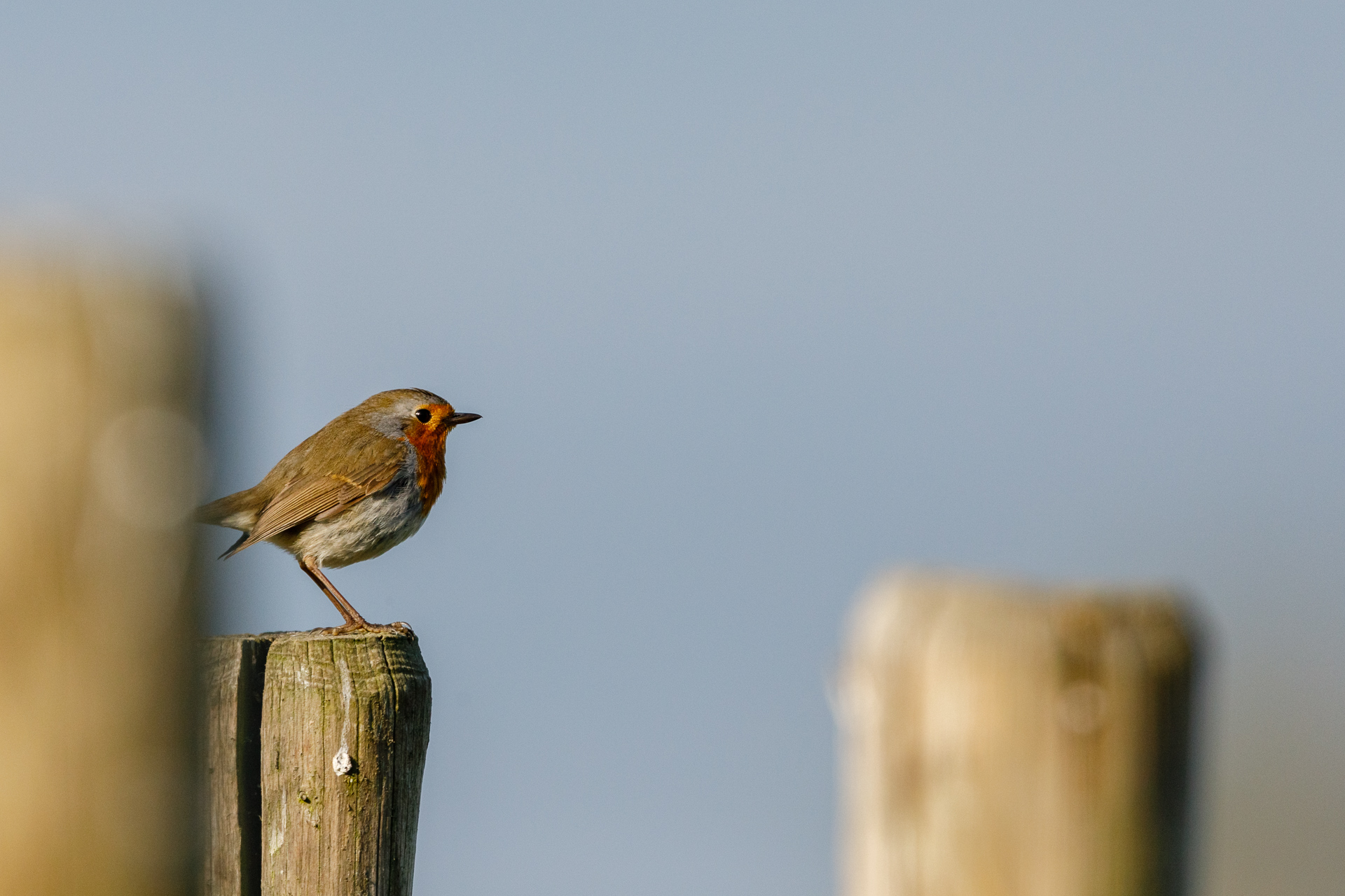 Ein Rotkehlchen (Erithacus rubecula) auf einem Zaunpfahl / Foto: Andreas Sebald