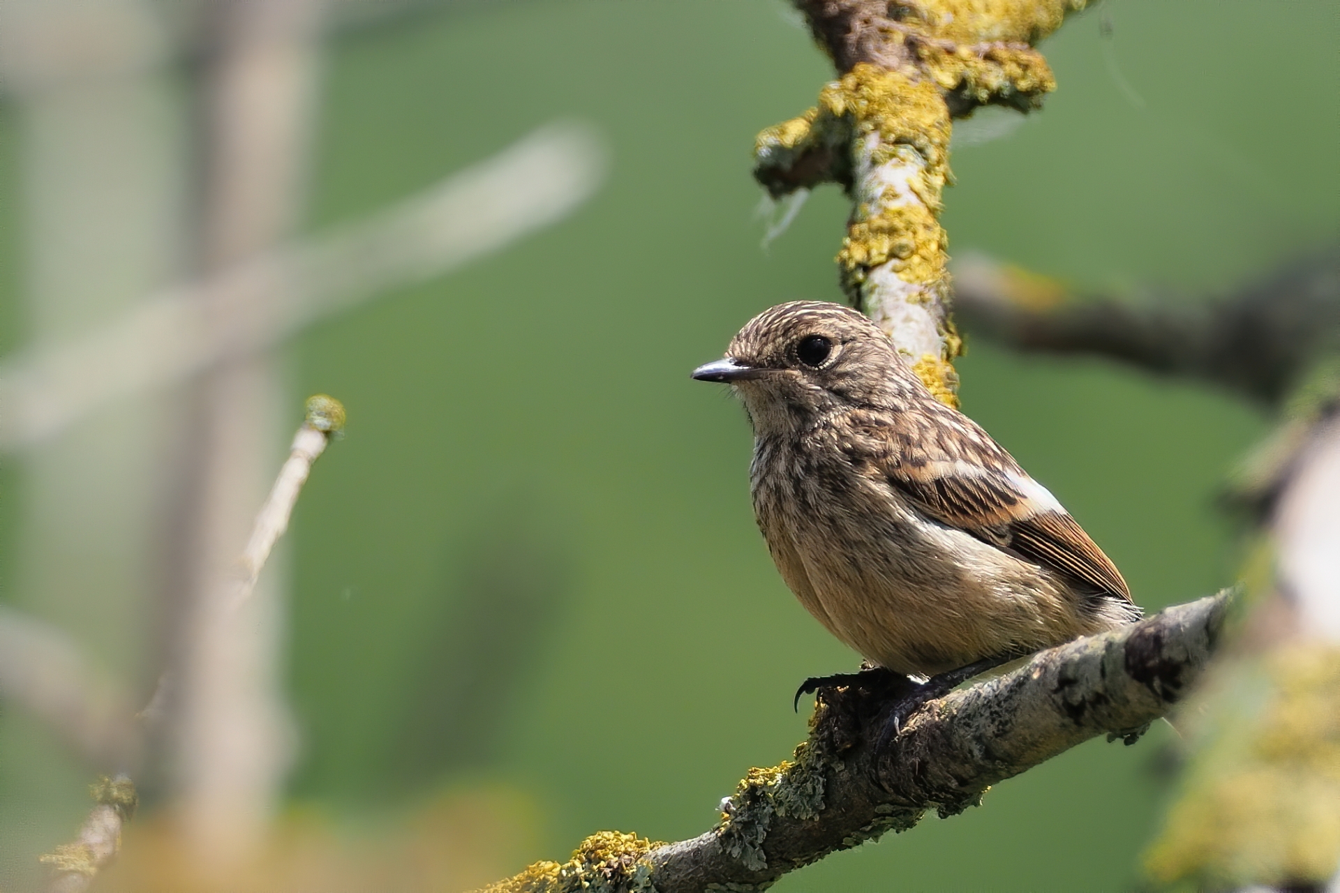 Jungvogel eines Schwarzkehlchens (Saxicola rubicola) / Foto: Stefan Blank