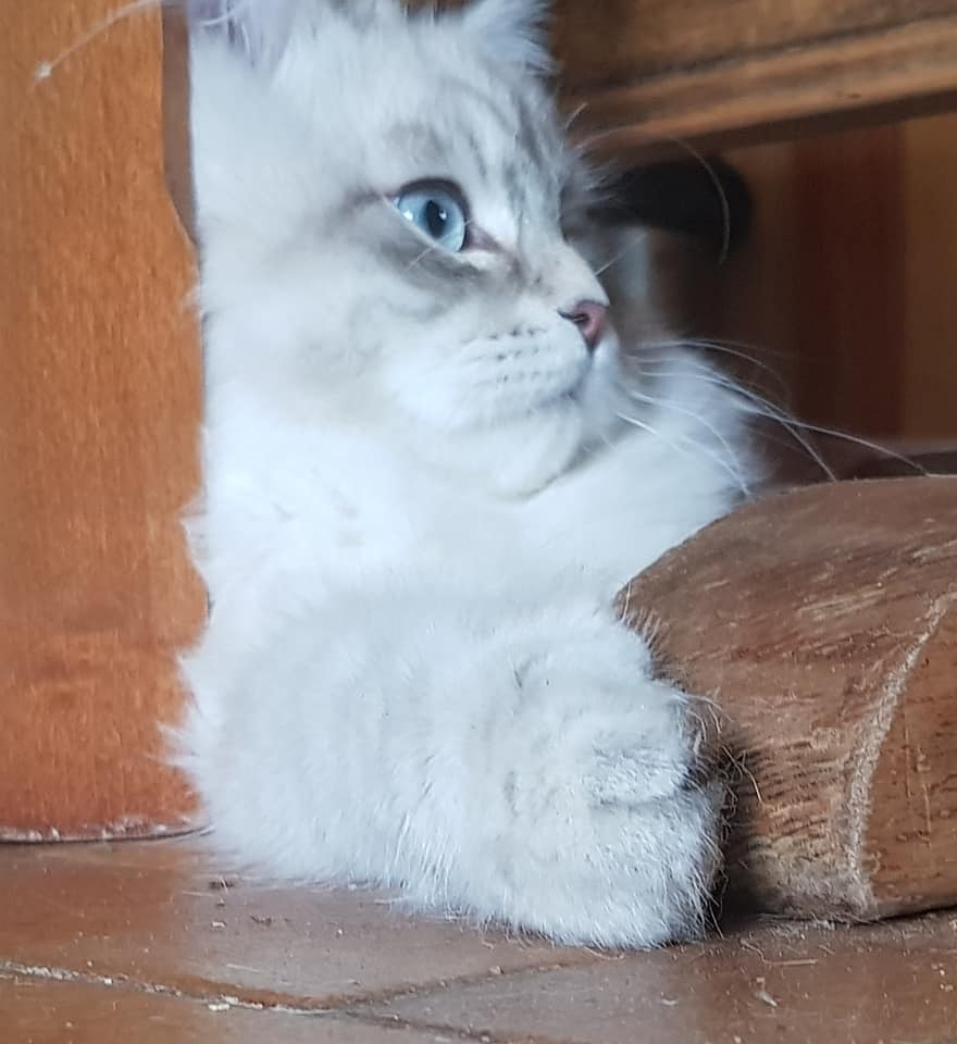 chaton neva Masquerade