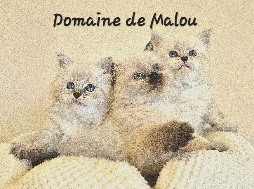 De gauche à droite : Boréale, Blanche et Blue DDM