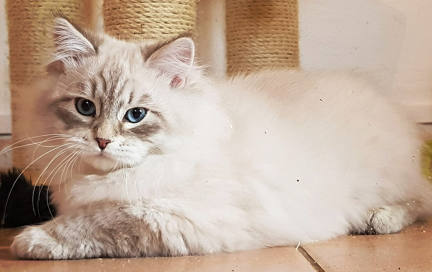 chat sibérien blue