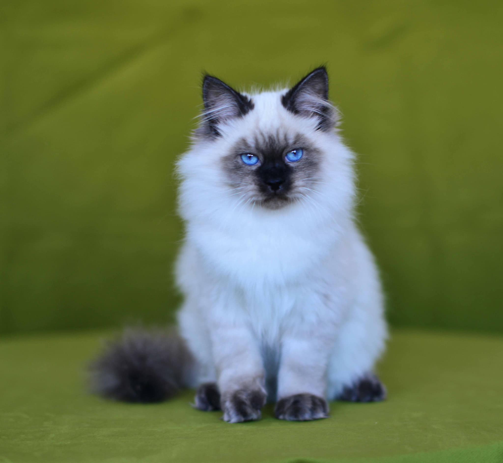 Chaton Sibérien " Black Smoke " point.