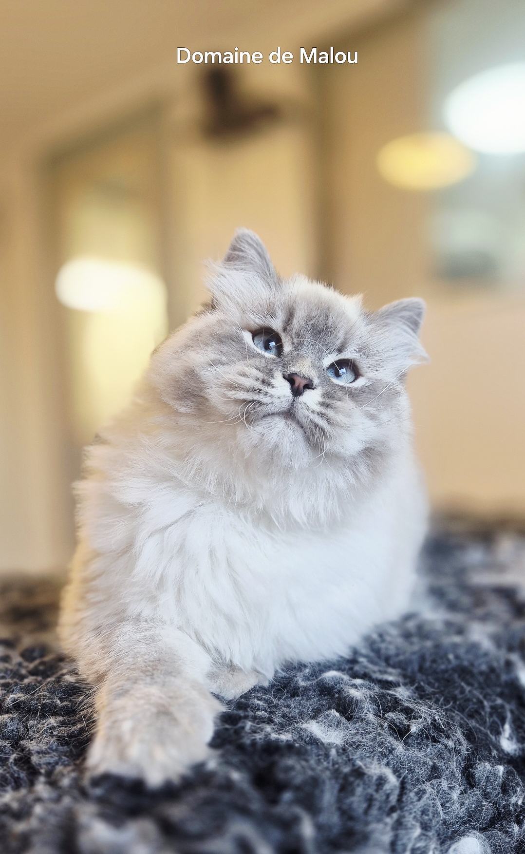 Chaton Sibérien blue