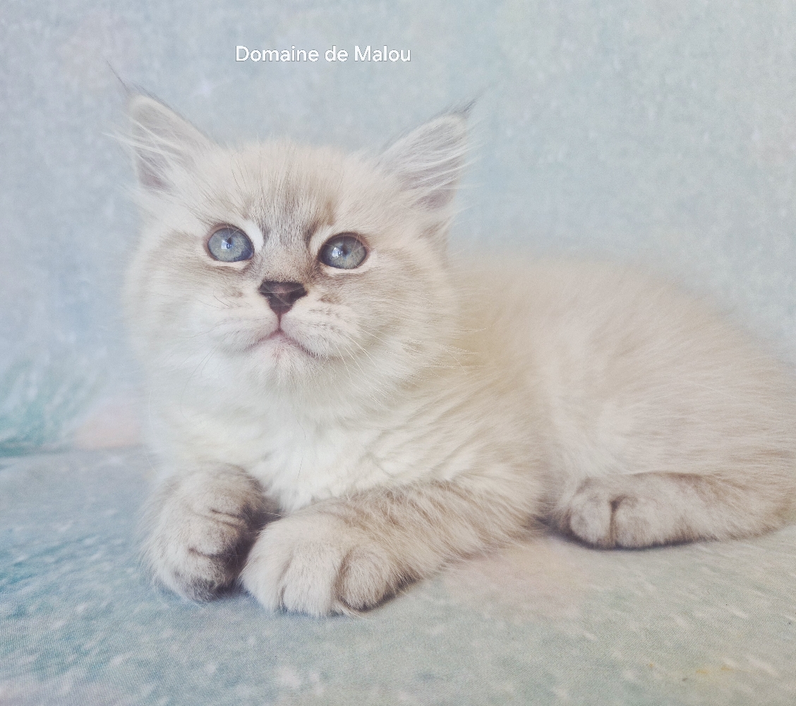 Chaton Sibérien Belgique