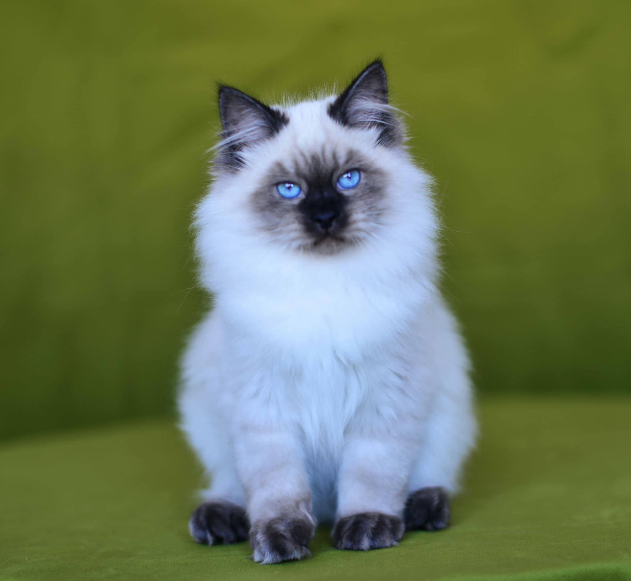 Chaton Sibérien Seal Smoke Point