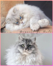 élevage chat Sibérien Toulouse