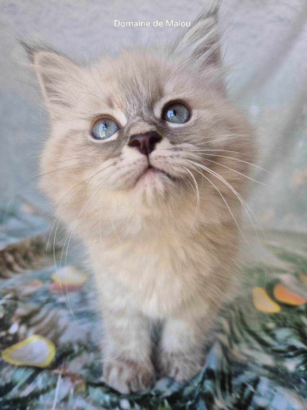 Chaton Sibérien Orléans 