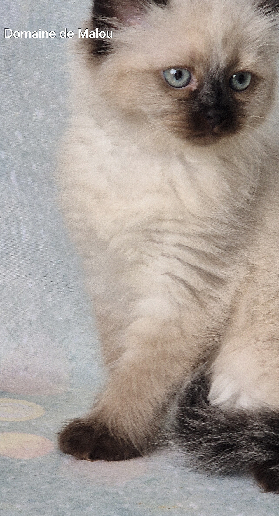 Chaton Sibérien Metz