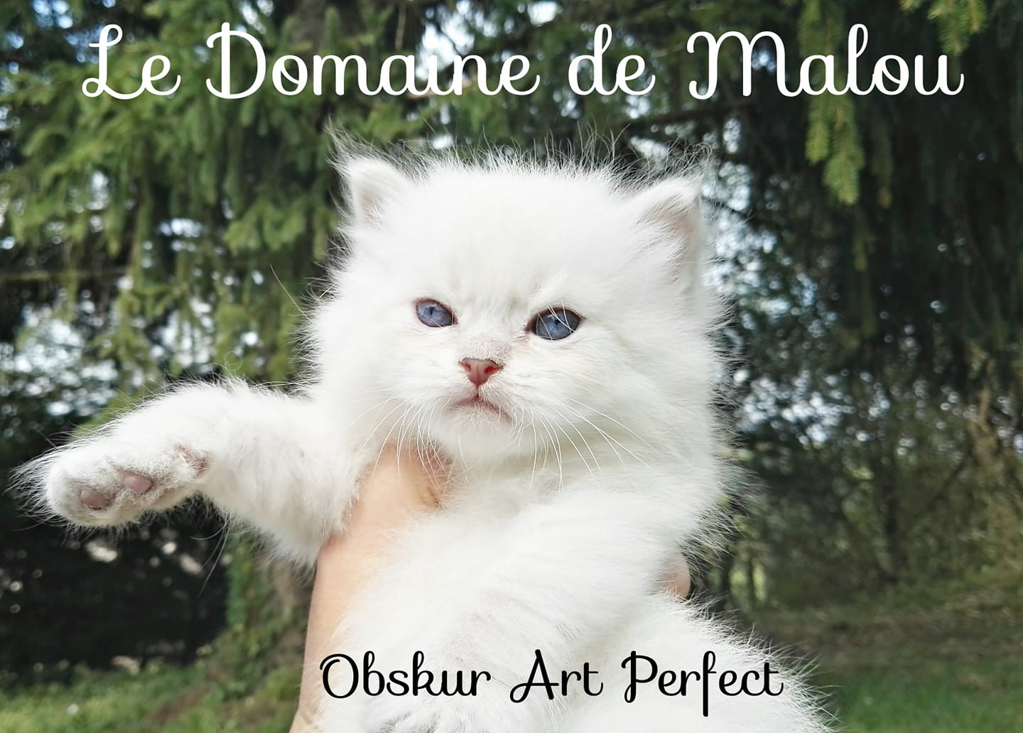 Obskur blue tabby point