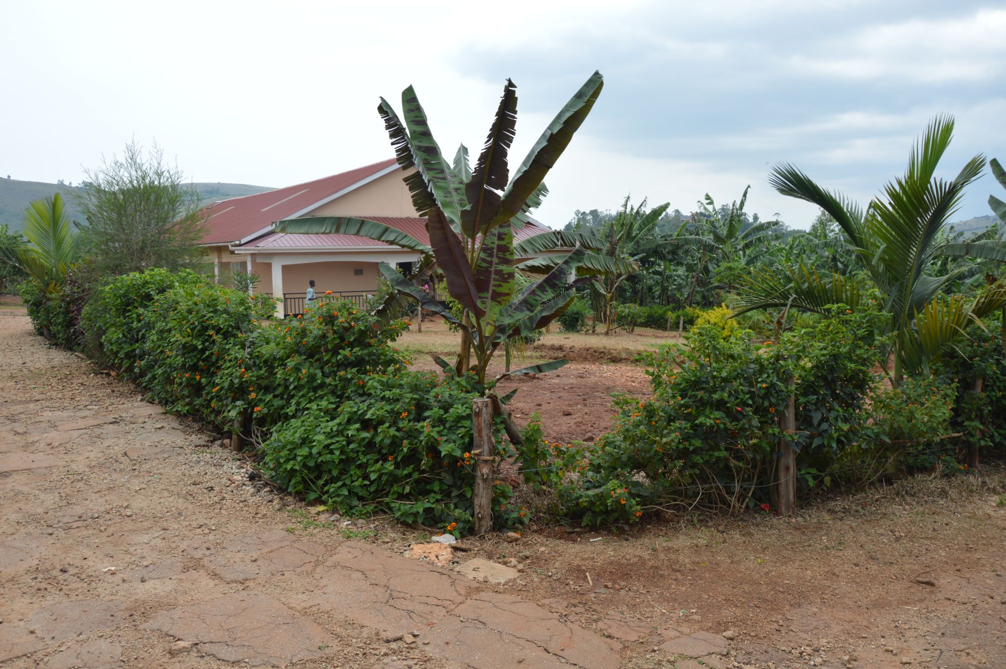 Bepflanzung des Schulgeländes in Ntungamo