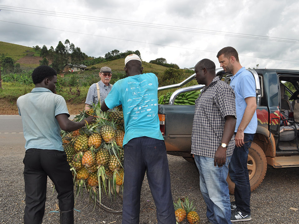 Die 25 Ananas und 5 Bananenstauden werden auf den Geländewagen geladen.