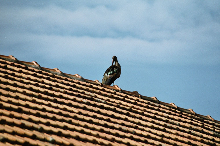 Ein Marabu macht es sich schon mal auf dem Dach bequem.