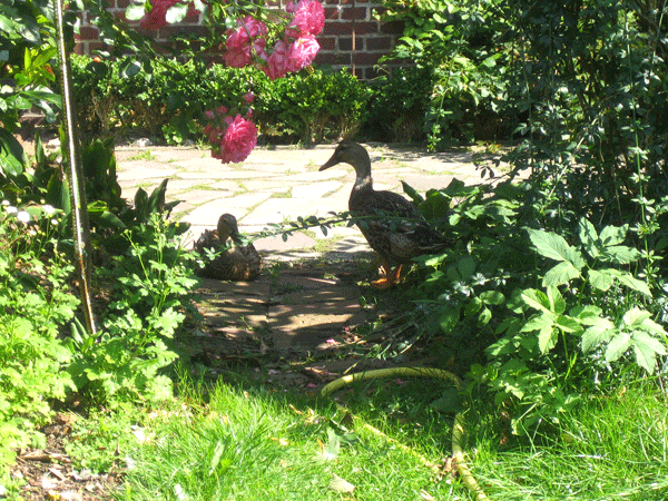 Wohnung und Garten - Lindenblick - Ferienwohnung im Bremischen