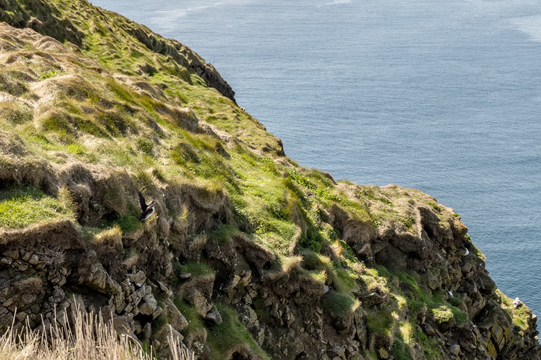 Fratercula arctica - auch Puffin oder Papageientaucher genannt (;-))