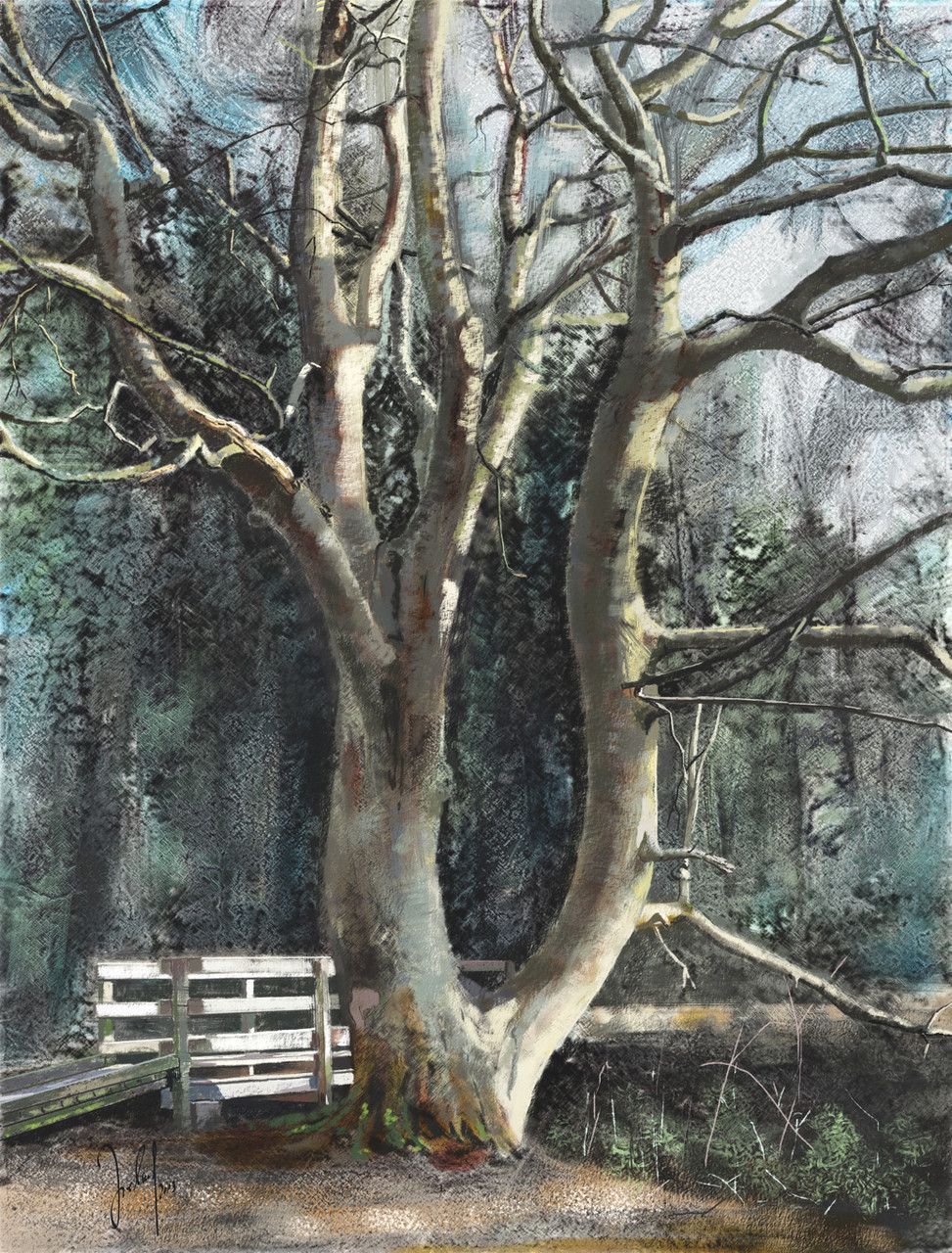 Sheila's tree