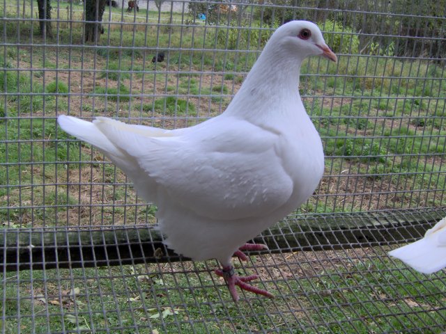 pigeon Texan - crédit photo: source internet, auteur inconnu