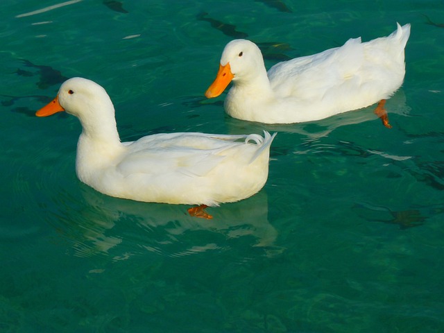 canards