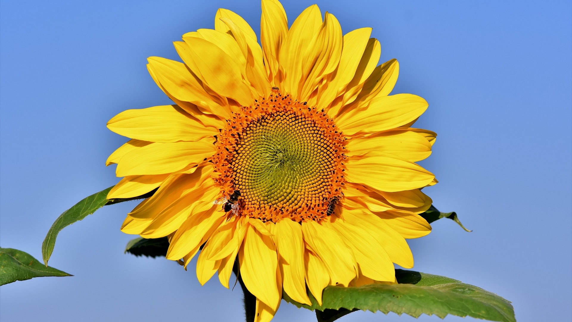 MIEL DE TOURNESOL