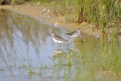 Bruchwasserläufer (Foto: Annelore Schneider)