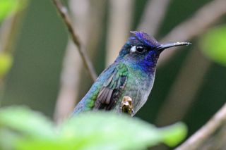 Violettkopf-Kolibri (Foto: Dr. Andreas v. Lindeiner)