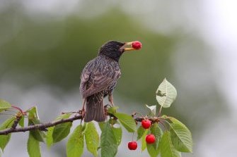 Star: Tunka Zdenek (LBV Bildarchiv)