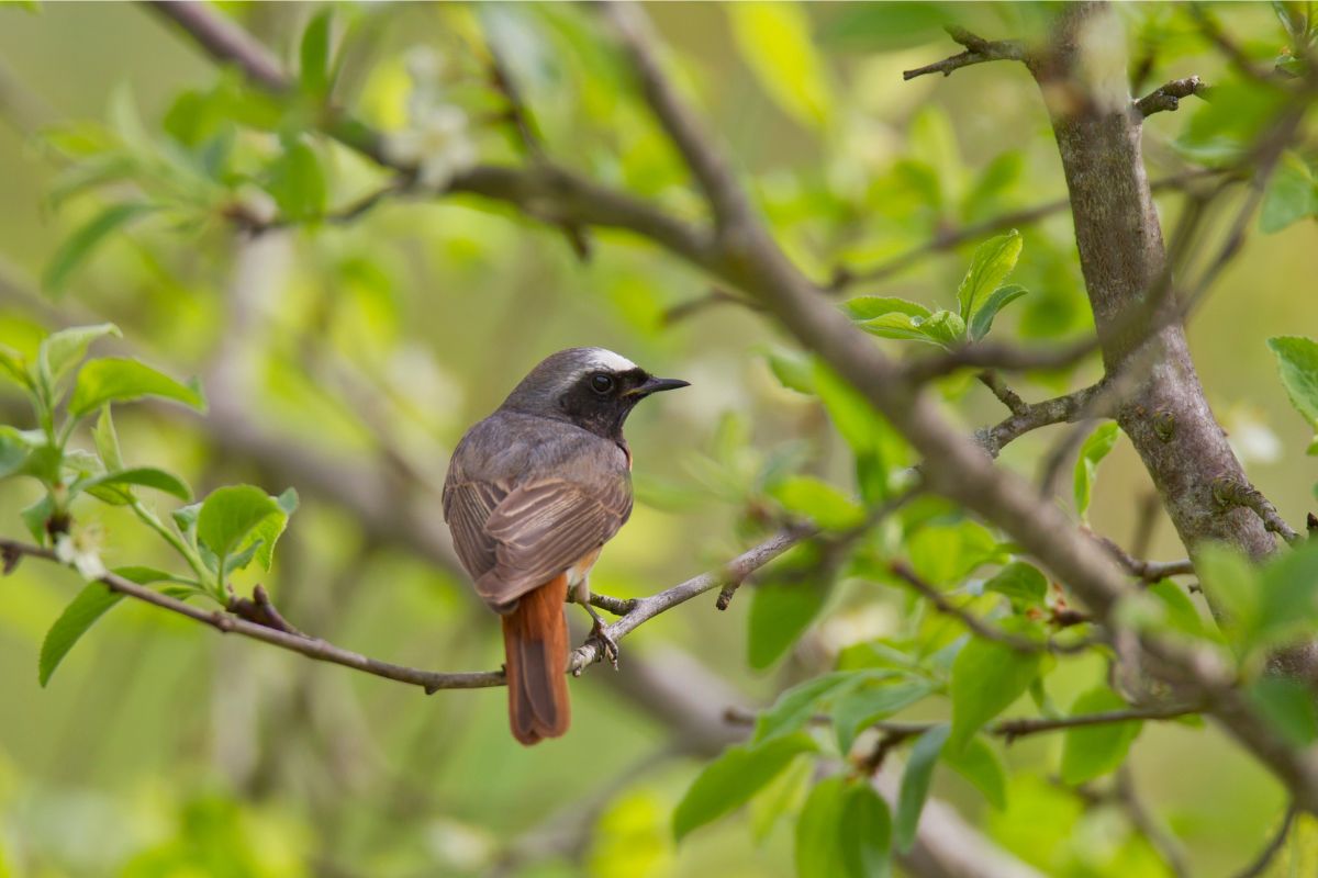 Gartenrotschwanz Männchen (Foto: Bosch Marcus, LBV Bildarchiv)