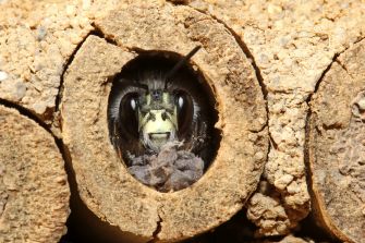Gemeine Pelzbiene: Mathias Lohr (LBV Bildarchiv)