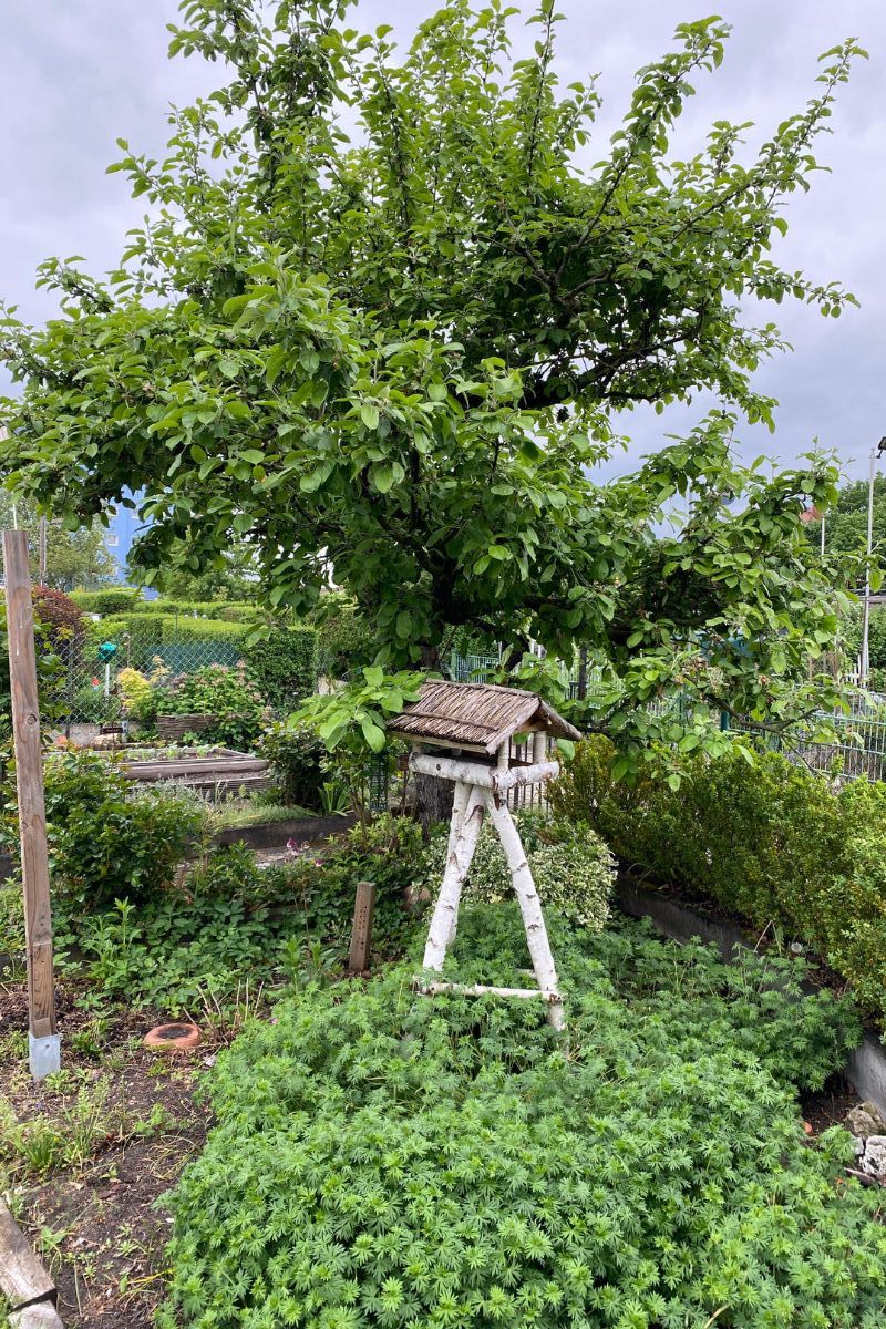 Eindrücke aus der Gartenkolonie Sandreuth (Foto: Katharina Hubmann)