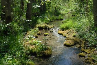 Waldbach (Foto: Eberhard Pfeuffer, LBV Bildarchiv)