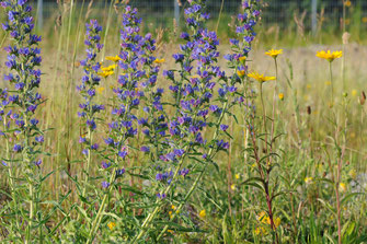 Mehrere Gewöhnliche Natternköpfe, eine blaublühende Pflanze, steht auf einer Wiese mit hohem Gras.