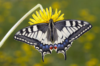 Ein Schwalbenschwanz, eine Tagfalterart, sitzt auf einer gelben Blume