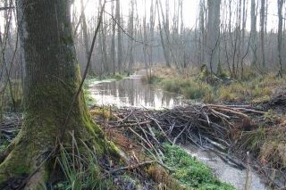 Biberdamm (Foto: Dr. Christian Stierstorfer, LBV Bildarchiv)
