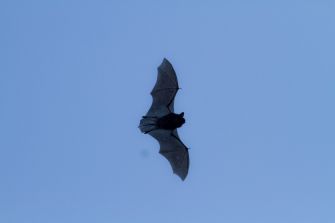 Fliegende Zwergfledermaus (Foto: Andreas Hartl, LBV Bildarchiv)