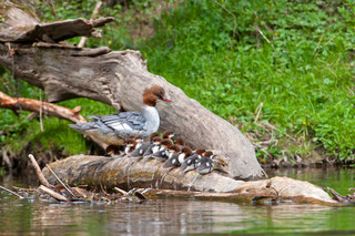Gänsesäger (Foto Ingo Zahlheimer, LBV Bildarchiv)